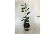 植物 福の山・榊（サカキ） 苗木（1ポット）:40cm 広島県福山市/小林商事 本榊 さかき 苗木 地植え 神棚 プランター 観葉植物 [BAEA007]