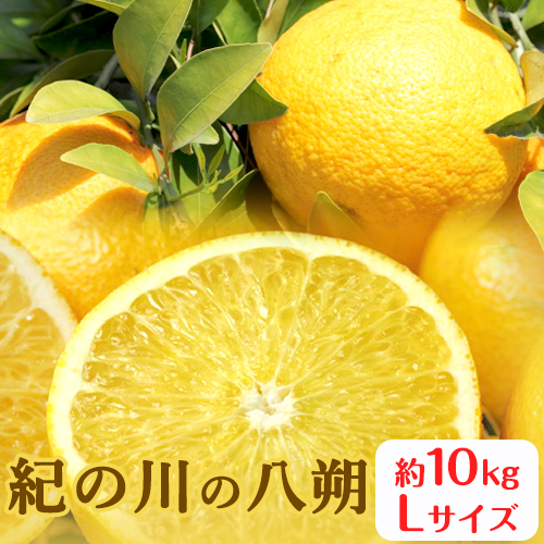 秀品 紀の川の八朔 約10kg Lサイズ 厳選 はっさく 柑橘《2023年1月中旬-2月下旬頃より順次出荷》 紀の川市厳選館 和歌山県 紀の川市 フルーツ 果物 194649 - 和歌山県紀の川市