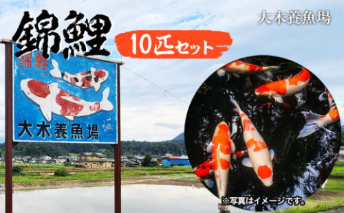 山形常明寺 錦鯉 10匹セット FZ22-984 194739 - 山形県山形市
