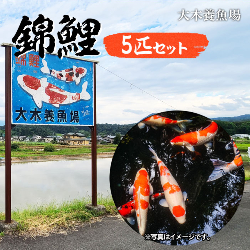 山形常明寺 錦鯉 5匹セット FZ22-985 194740 - 山形県山形市