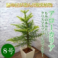【D0-008】緑の匠が選んだ観葉植物 素敵な空間づくりに アローカリア 8号