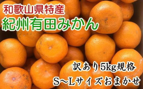 [訳あり]和歌山有田みかん約5kg（S～Lサイズいずれかお届け）★2026年11月中旬頃より順次発送［TM81］ 195073 - 和歌山県那智勝浦町