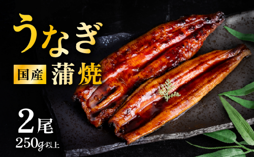 【 発送月・容量が選べる！ 】【 07月発送（ 丑の日(7/26)までにお届け ） 】 国産 うなぎ蒲焼 上うなぎ2尾 250g以上 山椒付き 鰻 ウナギ たれ タレ たっぷり うな重 鰻重 ひつまぶし