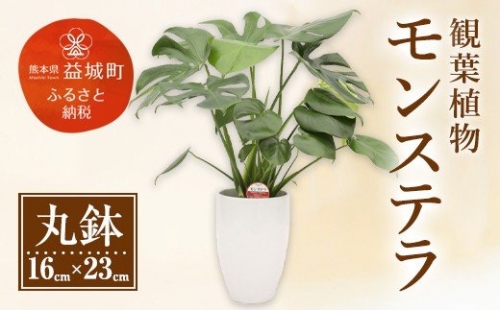 モンステラ 観葉植物 丸鉢(幅16cm×高さ23cm)  195395 - 熊本県益城町