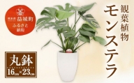 モンステラ 観葉植物 丸鉢(幅16cm×高さ23cm)