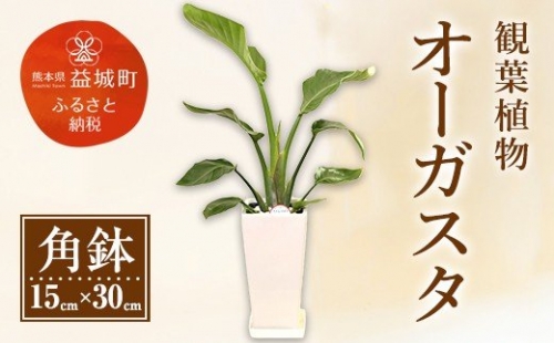 オーガスタ 観葉植物 角鉢(横15cm×高さ30cm) 195396 - 熊本県益城町