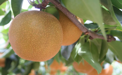 幸水梨（5～7玉入り）＜ファームステーションバサロ＞ ナシ 果物 フルーツ  195829 - 福岡県朝倉市