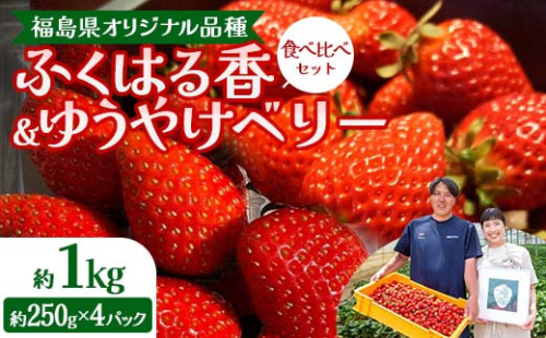【先行予約】福島県オリジナル品種「ふくはる香」「ゆうやけベリー」食べ比べセット約１kg（250g×4パック） いちご イチゴ 苺 福島県 鏡石町 鏡石農遊園 F6Q-532
