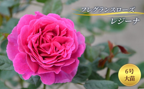 バラ フレグランスローズ レジーナ 6号 大苗 花 薔薇 1959764 - 岐阜県輪之内町