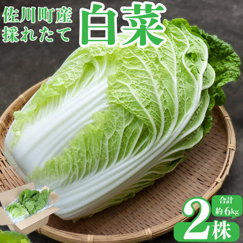  ＜2025年12月中にお届け＞＜佐川町産 白菜 2株（約6kg）＞ 無双 高知 新鮮 野菜 お鍋 シチュー 1960122 - 高知県佐川町