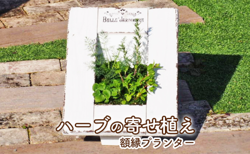 植物 ハーブ 寄せ植え 額縁プランター ガーデン インテリア 196015 - 福岡県朝倉市