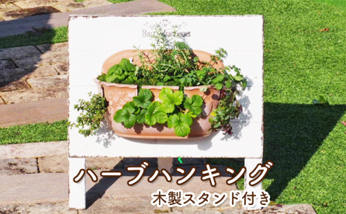 植物 ハーブのハンキング 木製スタンド付き ハーブ インテリア ガーデン 196024 - 福岡県朝倉市