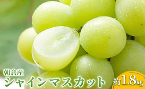 シャインマスカット マスカット ぶどう 1.8kg 2026年 発送 葡萄 ブドウ フルーツ 果物 くだもの デザート 筑前あさくら農協 配送不可 離島  196053 - 福岡県朝倉市