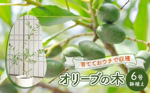 鉢植え 苗木 オリーブの木 6号 オリーブ 高さ約60～80cm 植物 ガーデン ガーデニング 196060 - 福岡県朝倉市