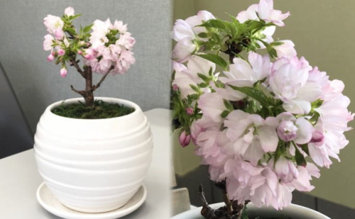 一才桜の鉢植え（白塗鉢） 苗木  196070 - 福岡県朝倉市