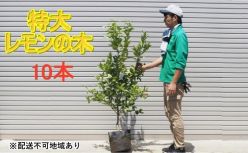鉢植え レモンの木 特大サイズ 10本 配送不可 北海道 沖縄 離島 苗木  196082 - 福岡県朝倉市