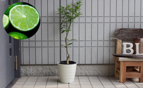 種なし スダチ 6号 鉢植え 苗木 すだち  196090 - 福岡県朝倉市