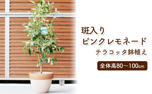 苗木 レモン 斑入り レモンの木 ピンクレモネード テラコッタ鉢 植物 ガーデン インテリア ※配送不可:北海道、沖縄、離島  196097 - 福岡県朝倉市