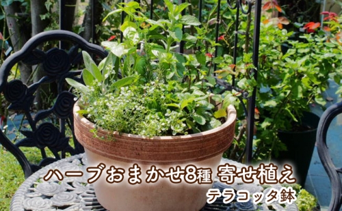 《ガーデン雑貨》イタリアテラコッタ鉢　　約46号 寄せ植え　品