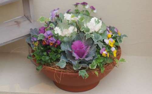 まるでお花のケーキ！葉ボタンの寄せ植え 苗木  196114 - 福岡県朝倉市