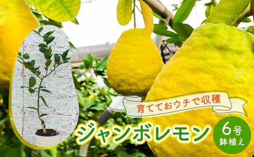 鉢植え 苗木 ジャンボレモン 6号 高さ約70～90cm レモンの木 レモン 植物 ガーデン ガーデニング 196193 - 福岡県朝倉市