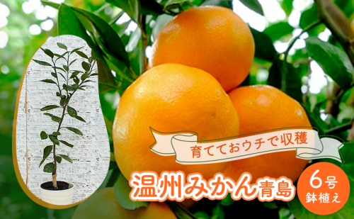 鉢植え 苗木 温州みかん 6号 青島 高さ約70～90cm 大玉で甘～い みかんの木 植物 ガーデン ガーデニング  196195 - 福岡県朝倉市