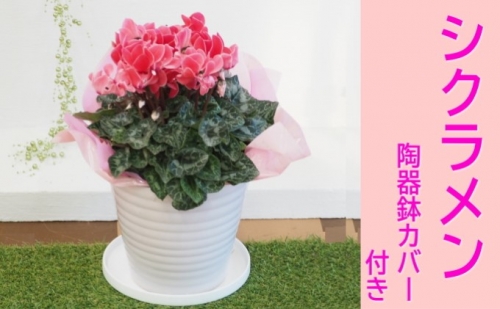 シクラメン 花色（赤・ピンク系）陶器鉢 カバー付き 196209 - 福岡県朝倉市