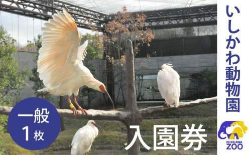 チケット いしかわ動物園入園券（一般）石川県 能美市 1964032 - 石川県能美市