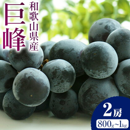 【先行予約】巨峰 2房（約800g～1kg） 魚鶴商店 《2025年8月中旬-9月末頃出荷》 和歌山県 日高町 フルーツ ぶどう 巨峰 2kg 和歌山県産 送料無料 1965543 - 和歌山県日高川町