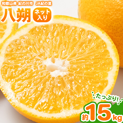 【先行予約】八朔 ネット入 約15kg (3L-Lサイズ) JAわかやま 紀の里地域本部 《2026年1月上旬-3月末頃出荷》 和歌山県 紀の川市 果物 フルーツ 柑橘 はっさく 196715 - 和歌山県紀の川市