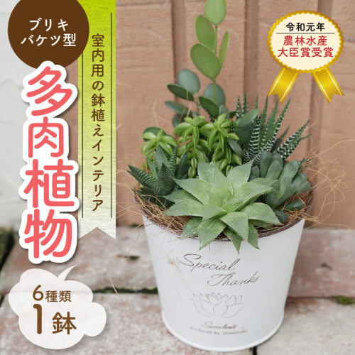 多肉植物６種【令和元年 農林水産大臣賞受賞】ブリキバケツ型室内用の鉢植えインテリア プレゼント ギフト 癒し  H195-001 1967956 - 愛知県碧南市