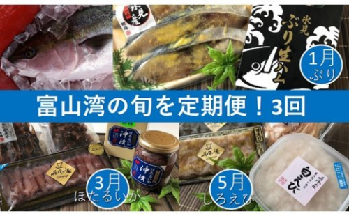 3回定期便 富山湾の旬を食す 氷見ぶり 白えび ほたるいか 1 3 5月発送 定期便 魚貝類 干物 加工食品 魚介類 ぶり 白えび ほたるいか 富山県氷見市 Au Pay ふるさと納税