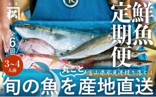 〈偶数月6回定期便〉漁港で競り落とした旬の鮮魚詰め合わせセット 197339 - 富山県氷見市