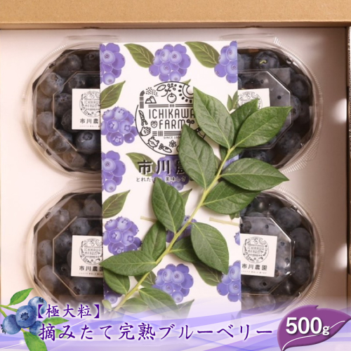 【先行予約】【極大粒】摘みたて完熟ブルーベリー500g（125g×4パック）＜出荷開始：2025年6月5日～2025年7月10日＞【北海道・沖縄・離島お届け不可】【 ブルーベリー フルーツ 神奈川県 海老名市 】 1973538 - 神奈川県海老名市