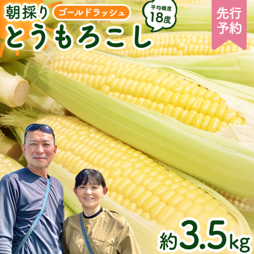 【先行予約 令和7年 6月下旬 以降発送 】 朝採り とうもろこし （ ゴールドラッシュ ） 約 3.5kg トウモロコシ 朝採り 甘い 新鮮 スイートコーン コーン 野菜 極甘 岩田さん 2025 [AX058ya] 1974672 - 茨城県八千代町