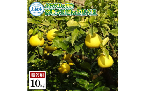 土佐文旦の創始 宮地文旦園の土佐文旦 贈答用2L 約10キロ 20～22個入り 1974761 - 高知県土佐市