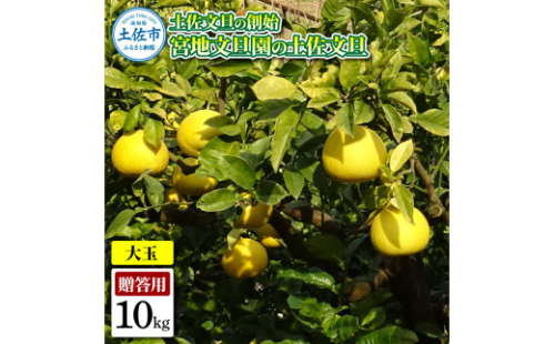 土佐文旦の創始 宮地文旦園の土佐文旦 贈答用3L 大玉 約10キロ 16～19個入り 1974762 - 高知県土佐市