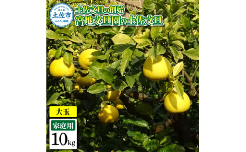 土佐文旦の創始 宮地文旦園の土佐文旦 家庭用3L 大玉 約10キロ 16～19個入り 1974763 - 高知県土佐市