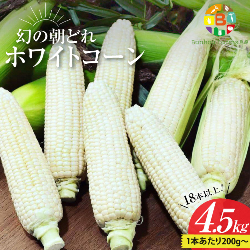 BG036 【令和8年度出荷分】6月中旬から出荷！ 幻の朝どれ ホワイトコーン 200g以上×18本以上 4.5kg ～名水百選の里 島原産～ 197657 - 長崎県島原市