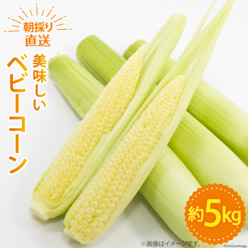 【期間限定発送】 野菜 ベビーコーン 約5kg [ラハマン農園 山梨県 中央市 21470819] トウモロコシ とうもろこし ベビーコーン ヤングコーン 大容量 期間限定 季節限定 数量限定 産地直送 197691 - 山梨県中央市