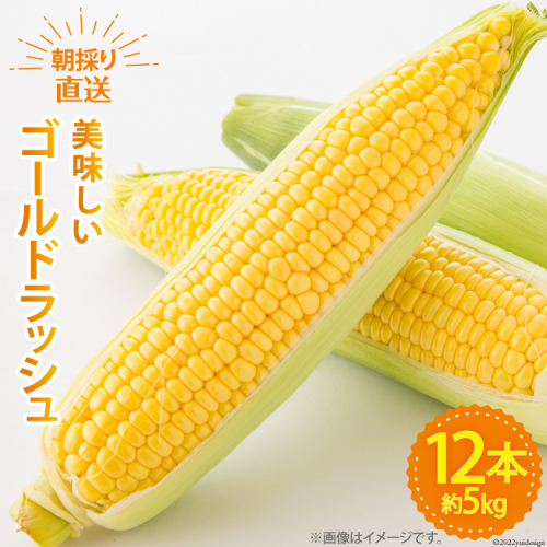 【期間限定発送】 野菜 ゴールドラッシュ 12本 約5kg [ラハマン農園 山梨県 中央市 21470839] トウモロコシ とうもろこし やさい 期間限定 季節限定 数量限定 産地直送 197692 - 山梨県中央市