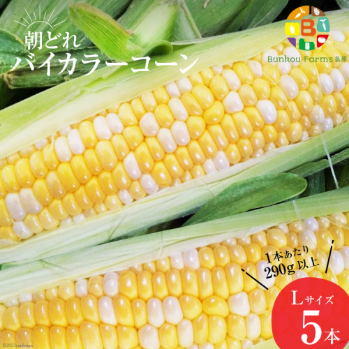AG033　【令和8年度出荷分】5月から出荷！「朝どれバイカラーコーン！」L×5本セット 197851 - 長崎県島原市