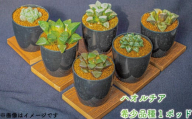 【皇妃和之宮】 多肉植物 ハオルチア 希少品種 1ポッド