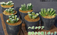 【玉扇みだれ髪】 多肉植物 ハオルチア 超希少品種 1ポッド