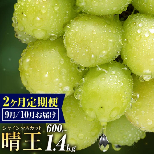 ぶどう シャインマスカット 晴王 600g 700g 1.2kg 1.4kg 1房 2房 2ヶ月定期便 彩美菜果《9月上旬-10月末頃出荷》 マスカット 送料無料 岡山県 浅口市 フルーツ 果物 贈り物 国産 岡山県産 くだもの 果物 9月 10月発送 【配送不可地域あり】 1978685 - 岡山県浅口市