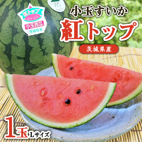 希少品種 「 紅トップ 」 1玉 ( Lサイズ ) 茨城県産 こだますいか 小玉 すいか スイカ 西瓜 フルーツ 果物 [AG006ci] 1978688 - 茨城県筑西市