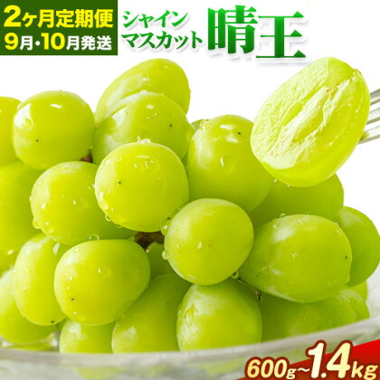 【2ヶ月定期便】ぶどう シャインマスカット 晴王 600g 700g 1.2kg 1.4kg 1房 2房 ハレノフルーツ(アストライ)《9月上旬-10月末頃出荷》岡山県 浅口市 送料無料 フルーツ 果物 マスカット お取り寄せフルーツ【配送不可地域あり】 1978781 - 岡山県浅口市