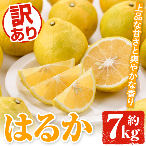 訳あり はるか(約7kg) 国産 鹿児島県産 果物 フルーツ 柑橘 みかん はるか【松永青果】a-12-313-z 1979373 - 鹿児島県阿久根市