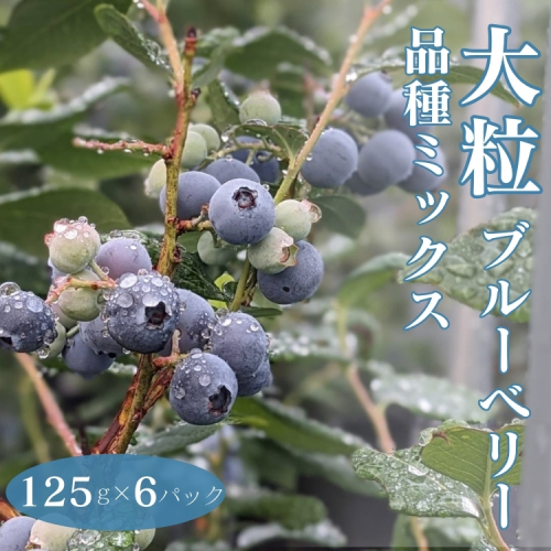 大粒ブルーベリー品種ミックス 125g×6パック ※2025年6月上旬~8月上旬頃に順次発送予定 ※離島への配送不可 1979398 - 愛知県美浜町