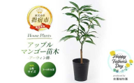 【父の日ギフト】【観葉植物】アップルマンゴー苗木60cm～80cm(アーウィン種)3～4年生苗(前園植物園/025-1362f) 南国鹿児島県で育った 観葉植物！植物 鉢付 インテリア 室内 オフィス おしゃれ プレゼント ギフト マイナスイオン【配送不可地域：北海道・沖縄県・離島】